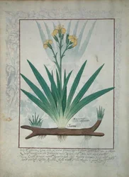 Abutilon Theophrasti, or Velvet Leaf, illustration from The Book of Simple Medicines by Mattheaus Platearius
